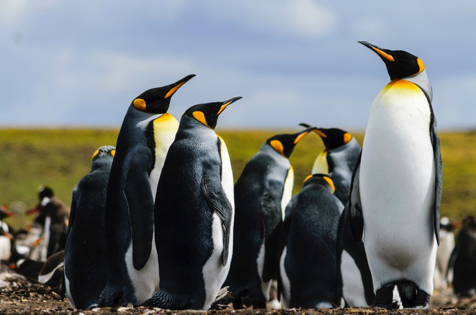 Isole Falkland guida ai luoghi da visitare Lonely